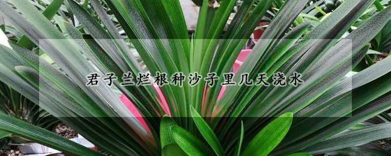 君子蘭爛根種沙子裏幾天澆水