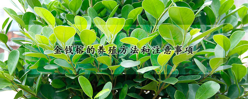 金錢榕的養殖方法和注意事項