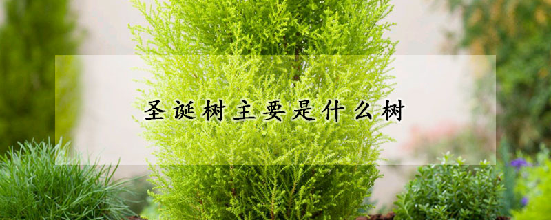 聖誕樹主要是什麼樹