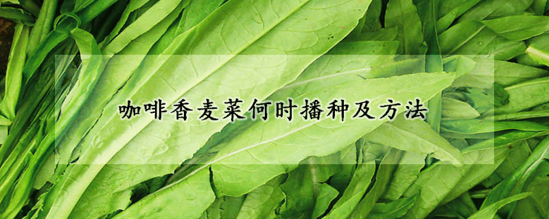 咖啡香麥菜何時播種及方法