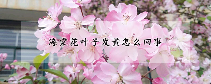 海棠花葉子發黃怎麼回事