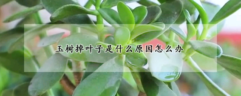 玉樹掉葉子是什麼原因怎麼辦