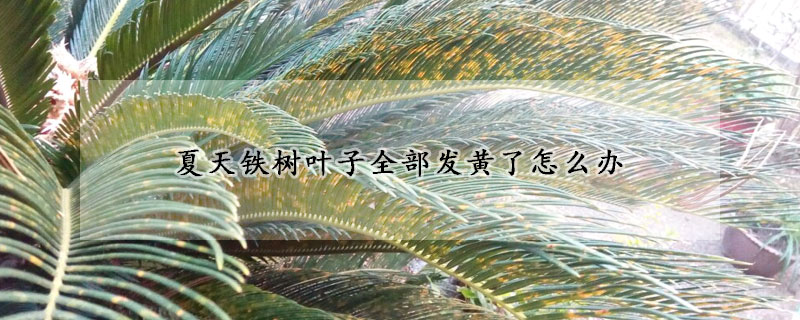 夏天鐵樹葉子全部發黃了怎麼辦