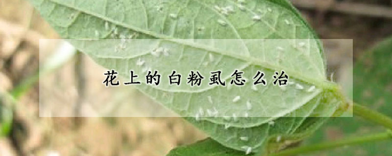 花上的白粉虱怎麼治