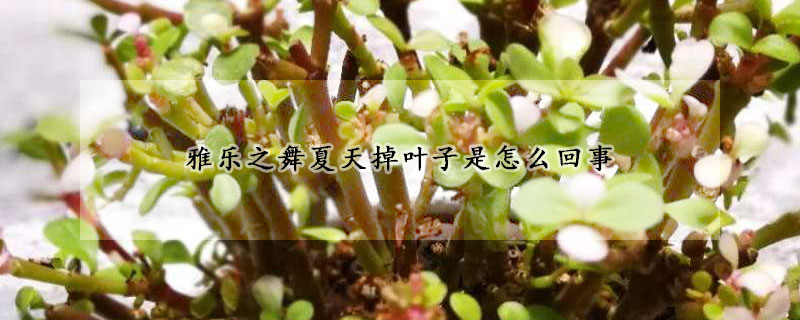 雅樂之舞夏天掉葉子是怎麼回事