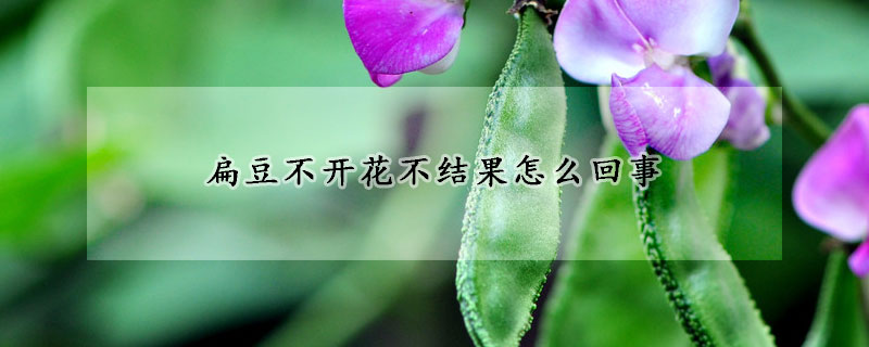 扁豆不開花不結果怎麼回事