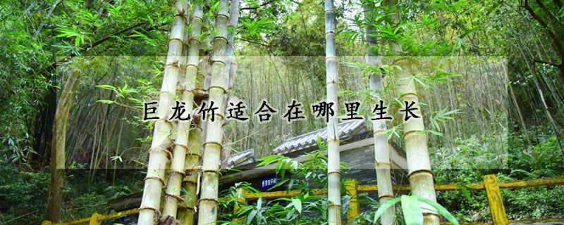 巨龍竹適合在哪裏生長