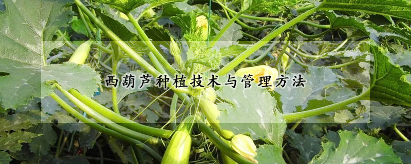 西葫蘆種植技術與管理方法