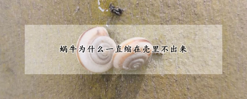 蝸牛為什麼一直縮在殼裏不出來