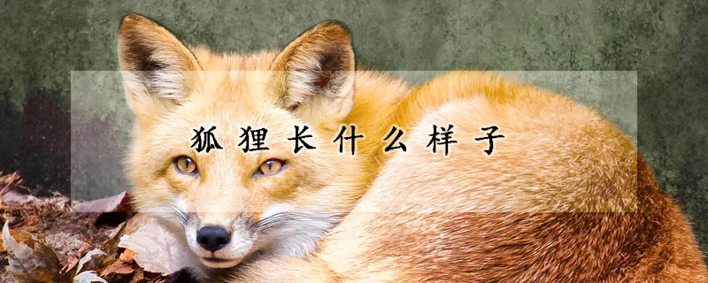 狐狸長什麼樣子