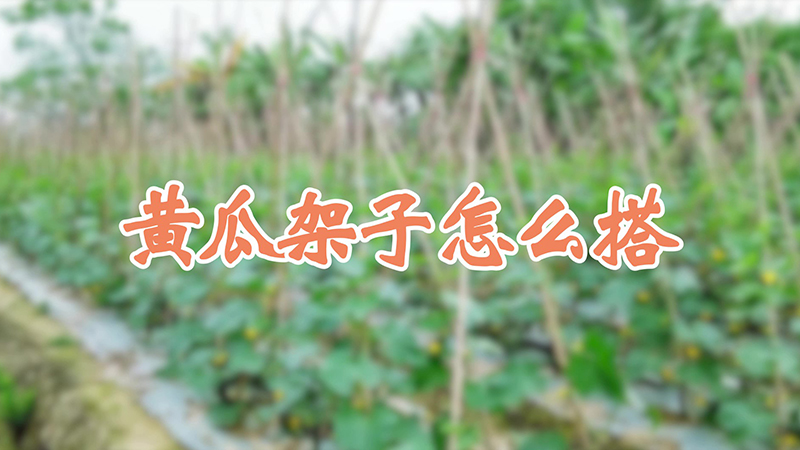 黃瓜架子怎麼搭