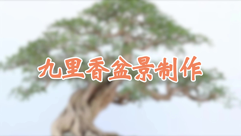 九裏香盆景製作