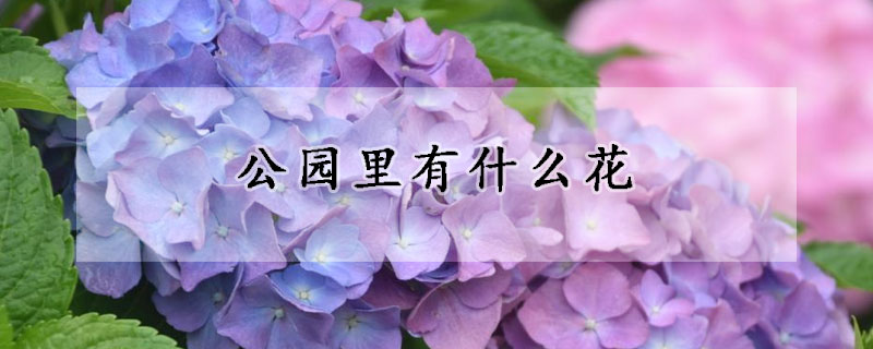 公園裏有什麼花