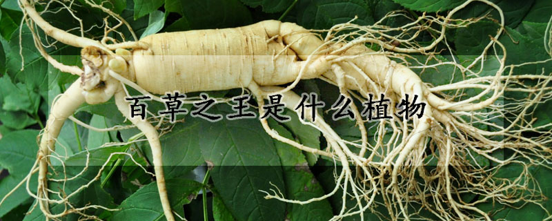 百草之王是什麼植物