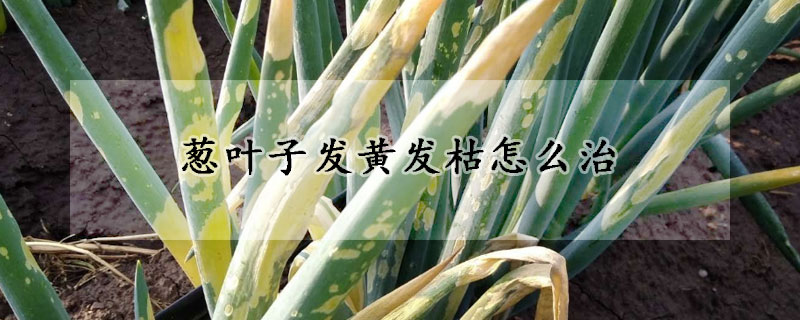 蔥葉子發黃發枯怎麼治