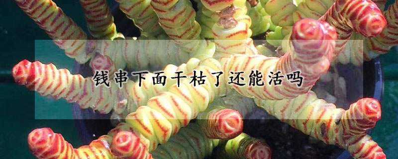 錢串下麵幹枯了還能活嗎