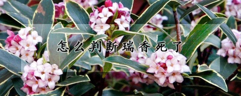 怎麼判斷瑞香死了