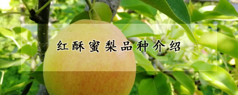 紅酥蜜梨品種介紹