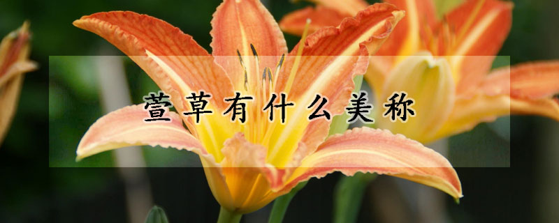 萱草有什麼美稱
