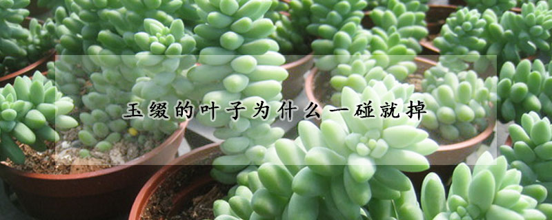 玉綴的葉子為什麼一碰就掉
