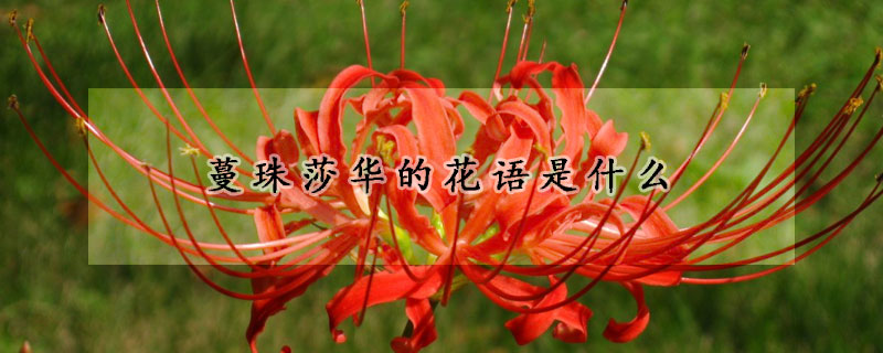 蔓珠莎華的花語是什麼