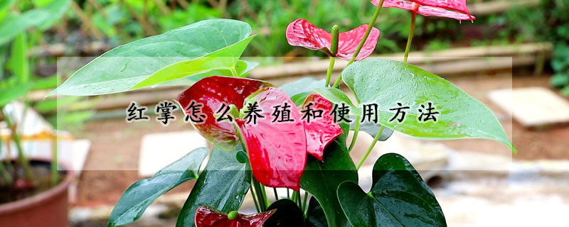 紅掌怎麼養殖和使用方法