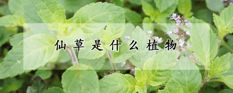 仙草是什麼植物