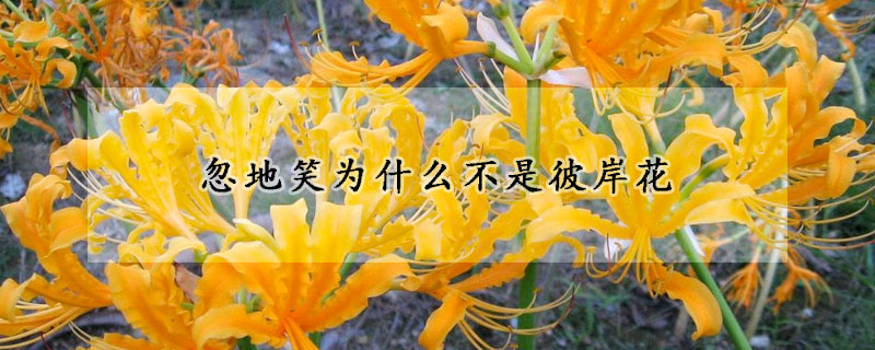 忽地笑為什麼不是彼岸花