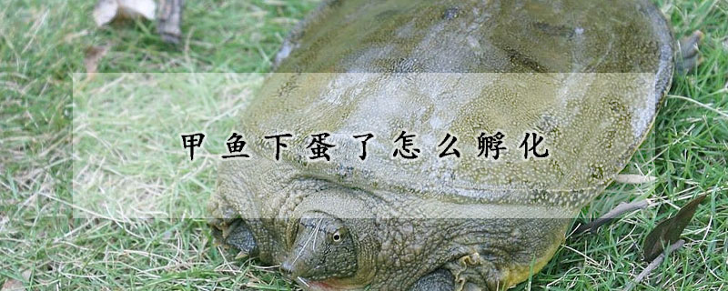 甲魚下蛋了怎麼孵化