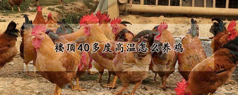 樓頂40多度高溫怎麼養雞