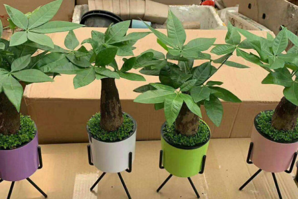 發財樹的擺放位置 發財樹擺放在哪裏比較好