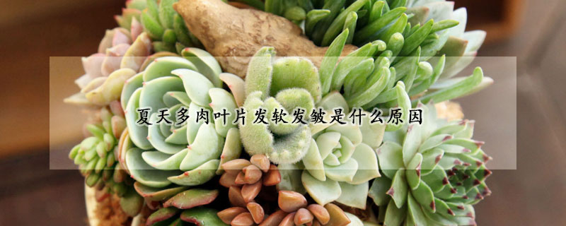夏天多肉葉片發軟發皺是什麼原因