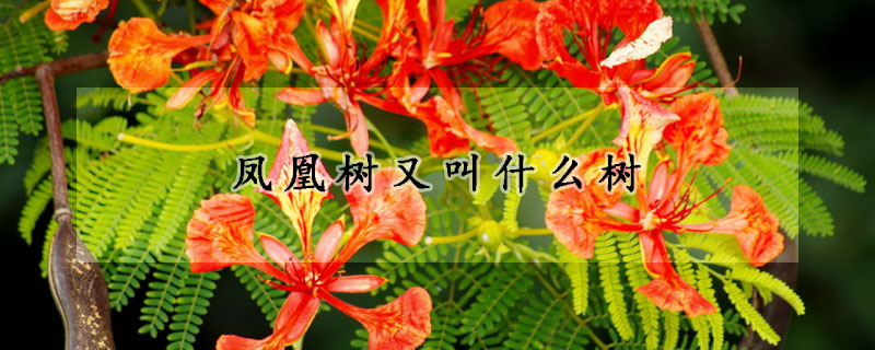 鳳凰樹又叫什麼樹