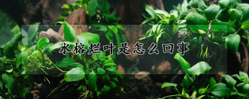 水榕爛葉是怎麼回事