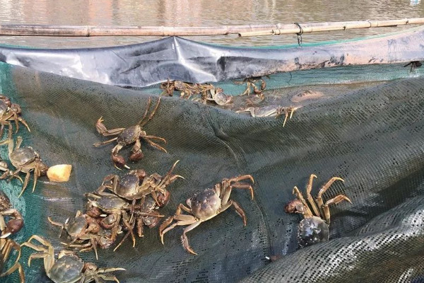 大閘蟹怎樣養殖喂什麼