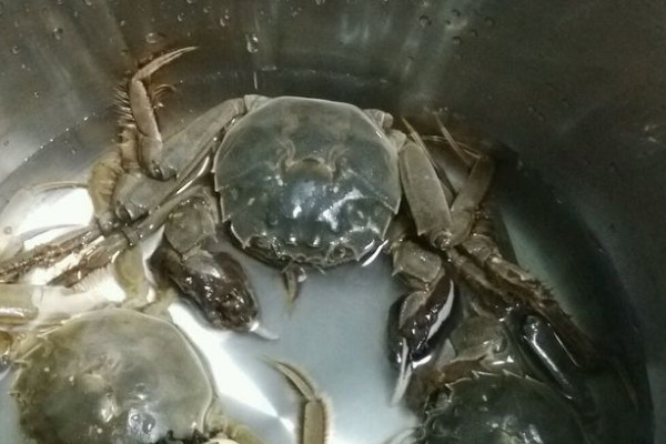 青蟹和大閘蟹的區別