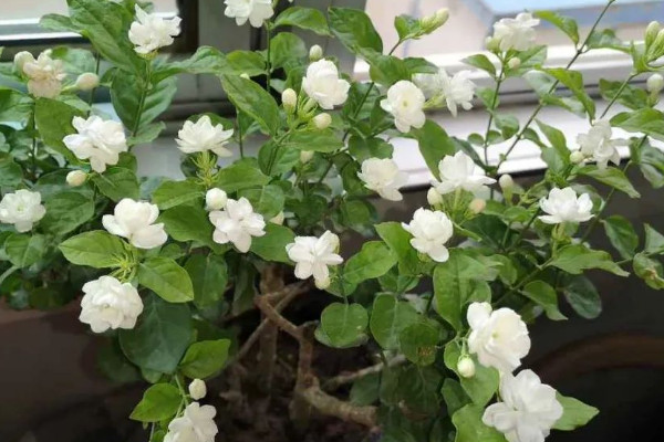 茉莉花風水 茉莉花放在家裏什麼位置好