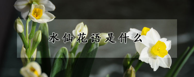 水仙花語是什麼