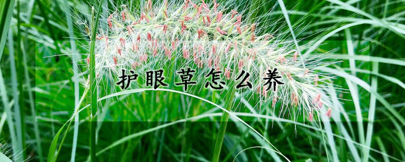 護眼草怎麼養