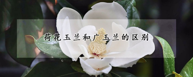 荷花玉蘭和廣玉蘭的區別