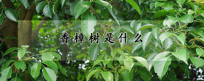 香樟樹是什麼