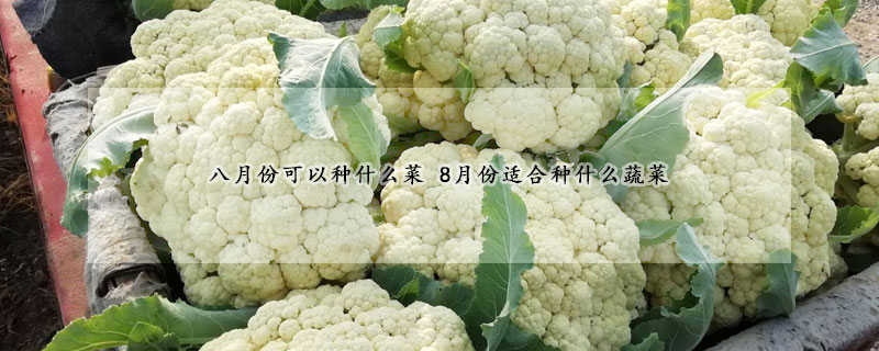 八月份可以種什麼菜 8月份適合種什麼蔬菜