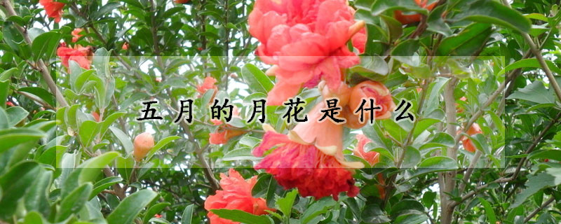 五月的月花是什麼