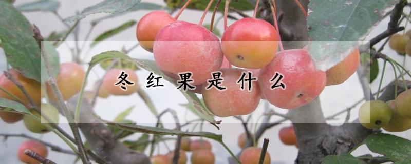 冬紅果是什麼