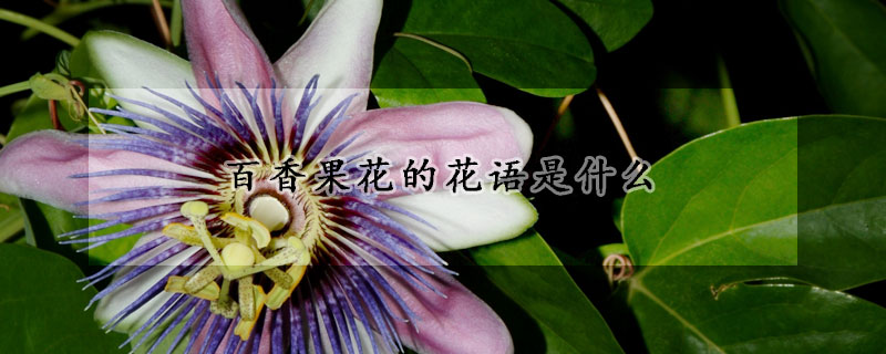 百香果花的花語是什麼