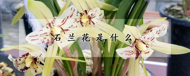 石蘭花是什麼