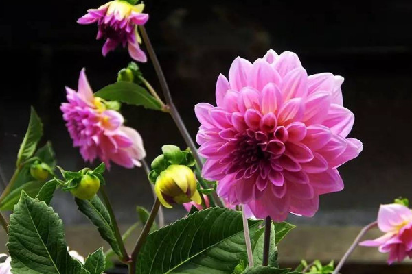 家裏擺什麼花最好 室內放什麼花好呢