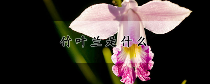竹葉蘭是什麼