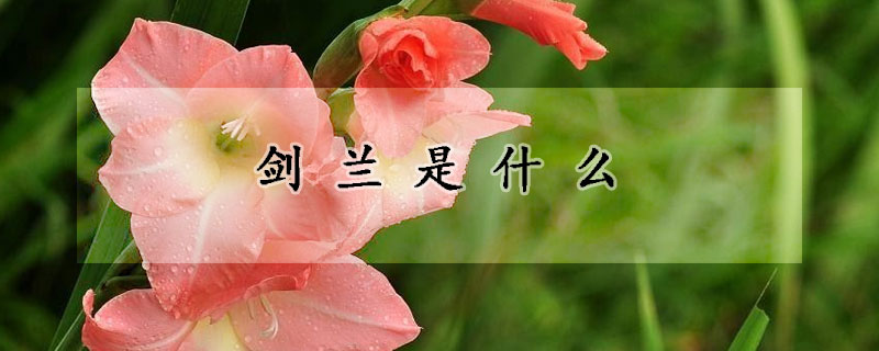 劍蘭是什麼