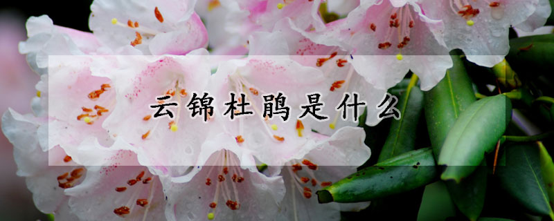 雲錦杜鵑是什麼